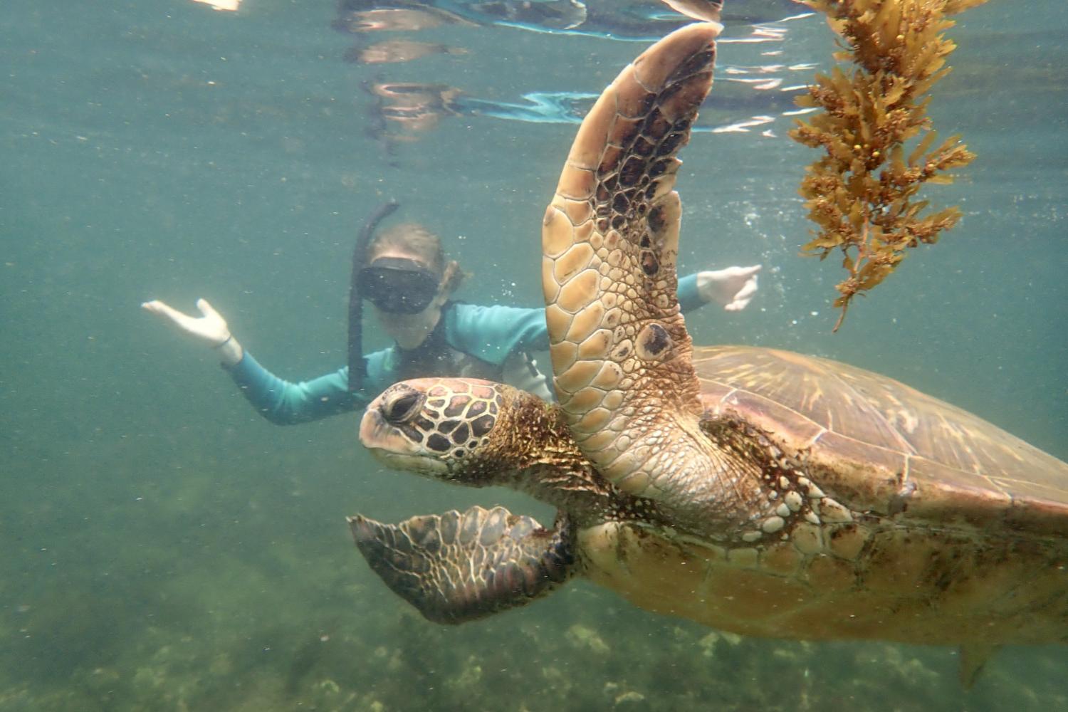 一名<a href='http://9syfp.gscpw.net'>全球十大赌钱排行app</a>学生在Galápagos群岛游学途中与一只巨龟游泳.